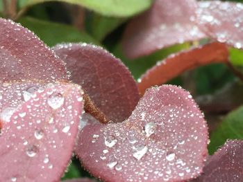 Close-up of wet pink rose leaves