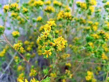 Close-up of yellow flowering plant on field