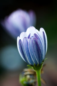 Close-up of purple flowering plant