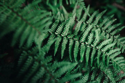 Close-up of fern leaves