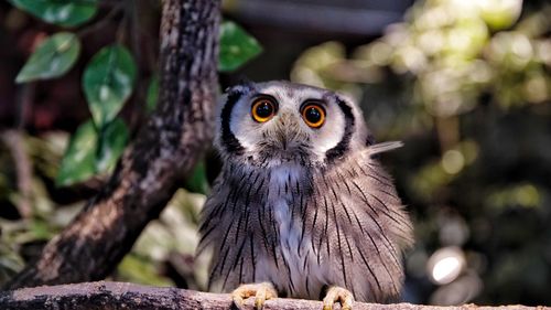 Portrait of owl perching on tree