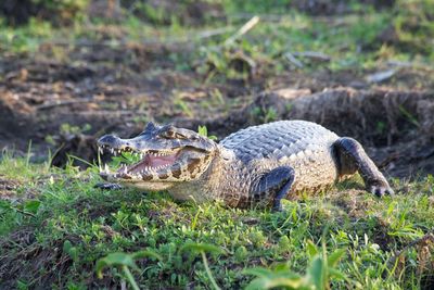 Plant growing on field