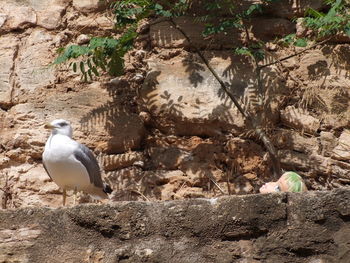 Bird perching on rock