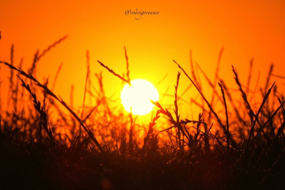 sunset, sun, orange color, beauty in nature, nature, tranquility, scenics, silhouette, tranquil scene, growth, plant, field, sky, idyllic, sunlight, grass, landscape, focus on foreground, yellow, close-up