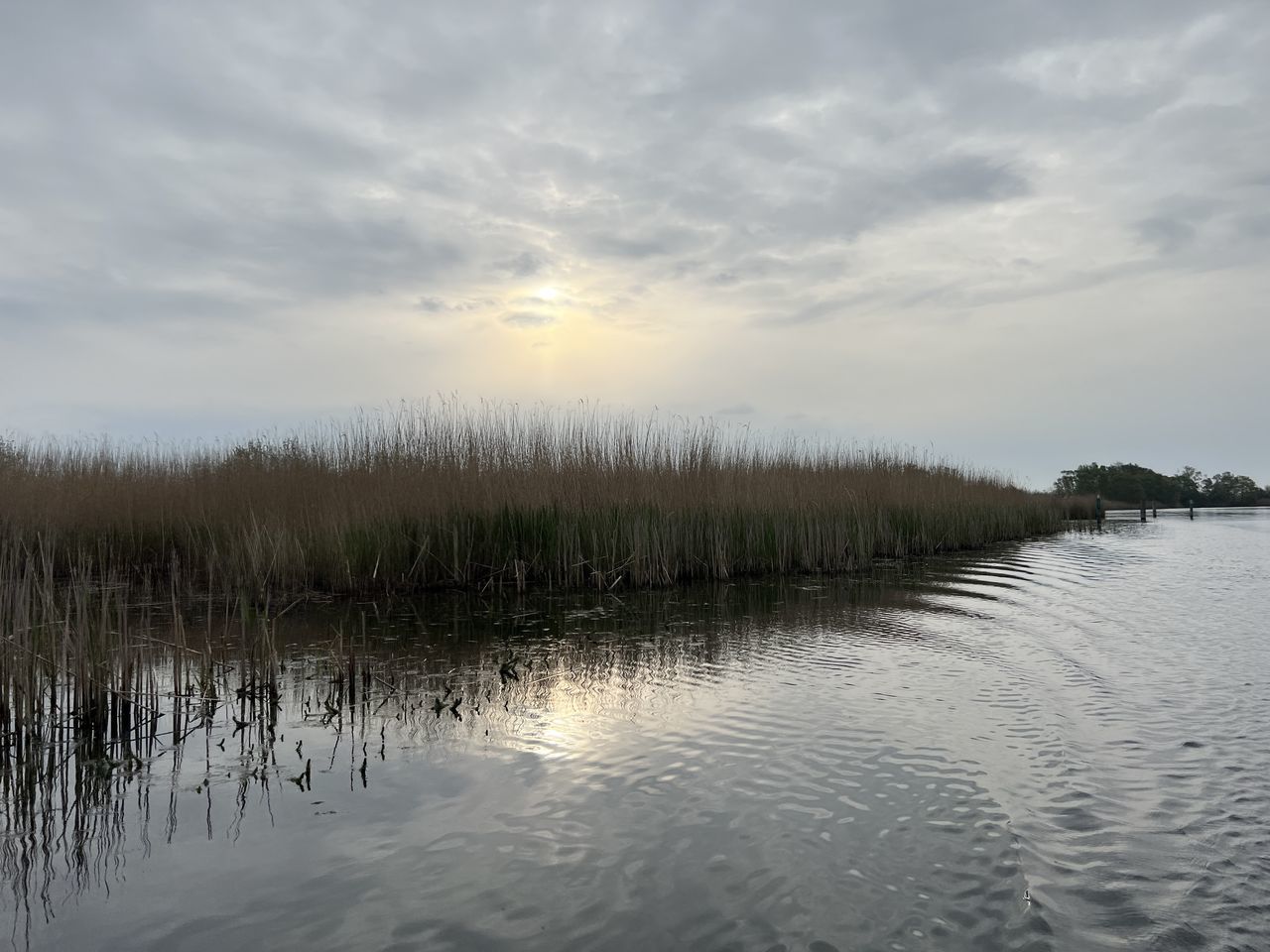 water, sky, reflection, cloud, beauty in nature, scenics - nature, nature, tranquility, plant, river, environment, tranquil scene, shore, landscape, wetland, morning, land, marsh, natural environment, no people, tree, non-urban scene, outdoors, body of water, grass, winter, beach, forest, idyllic, day, sun, travel destinations, reed, reservoir