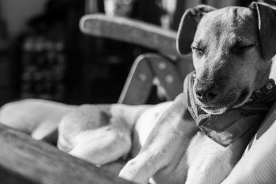 Close-up of dog resting on floor