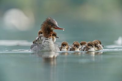 Close-up of birds family swimming in lake