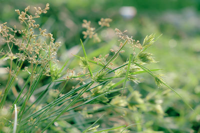 Close-up of fresh green plant
