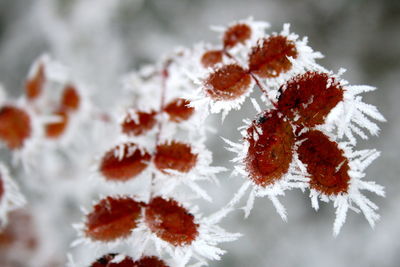 Close-up of frozen tree during winter