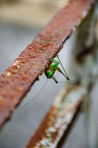 Close-up of insect on leaf