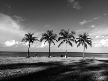 Palm trees on beach against sky