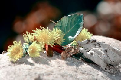 Close-up of flowers