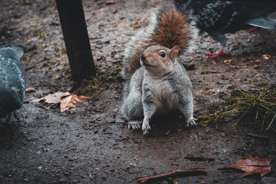 High angle view of squirrel on field