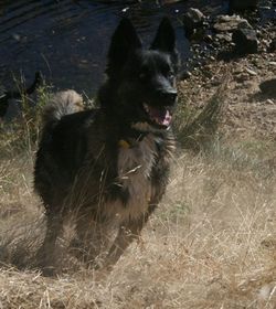 Dog in grass