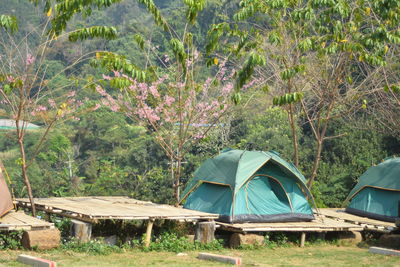 Tent on field by trees in forest