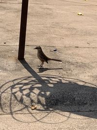 High angle view of bird perching on floor