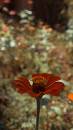 Close-up of orange flower