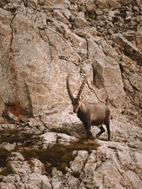 Side view of squirrel on rock