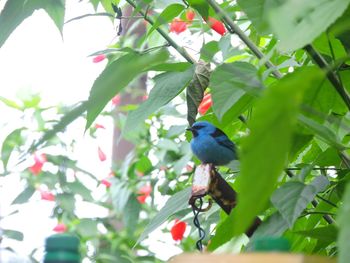 Low angle view of birds perching on branch