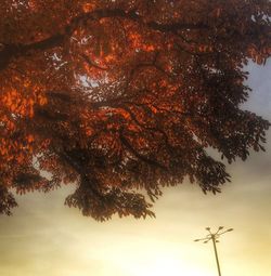 Low angle view of trees against sky