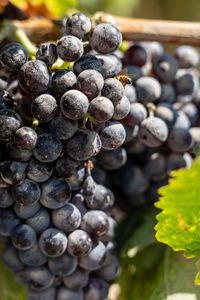 Close-up of grapes