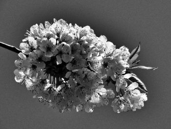 Close-up of flowers
