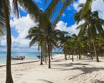 Palm trees on beach against sky