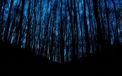 Silhouette trees in forest against sky at night