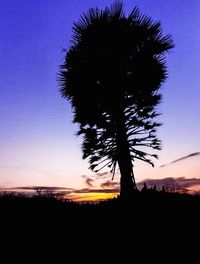 Silhouette tree against clear sky at sunset
