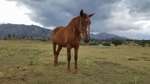 Horse standing on field against sky