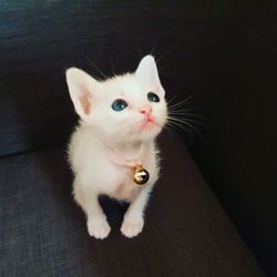 Close-up of cat sitting on floor