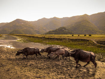 Horses on field against clear sky