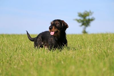 Black dog on a land