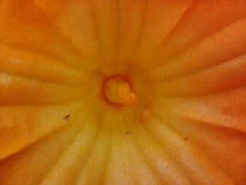 Macro shot of pumpkin