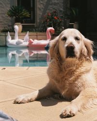 Portrait of dog sitting in swimming pool