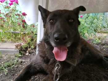 Close-up portrait of a dog