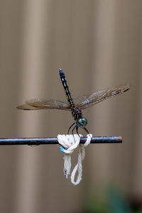 Close-up of dragonfly on plant