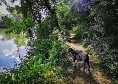 View of a dog in the forest