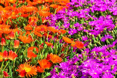 High angle view of purple flowering plants