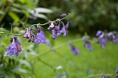 Close-up of purple flowering plant