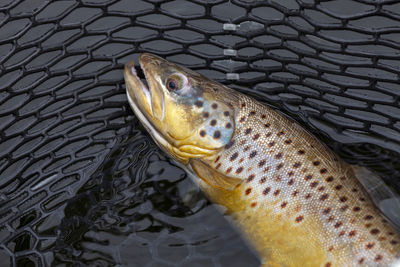 High angle view of fish in water