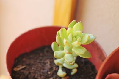 High angle view of potted plant