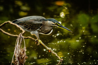 Bird perching on a lake