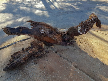 High angle view of driftwood on beach