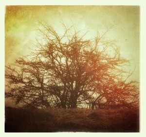 Bare trees against sky