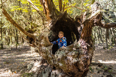 Little child on a centenary chestnut tree in autumn