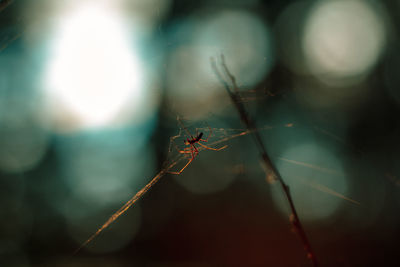 Close-up of spider on web