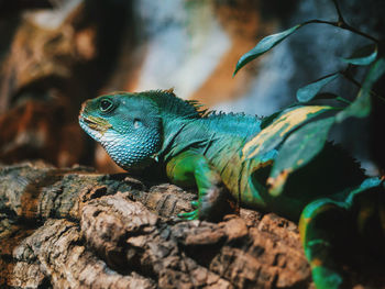 Close-up of lizard