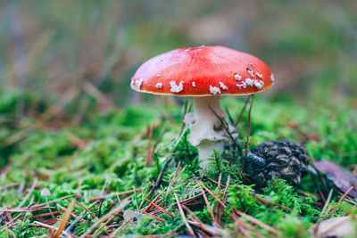 fungus