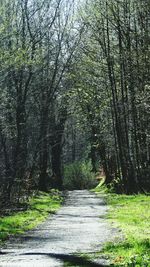 Road amidst trees in forest